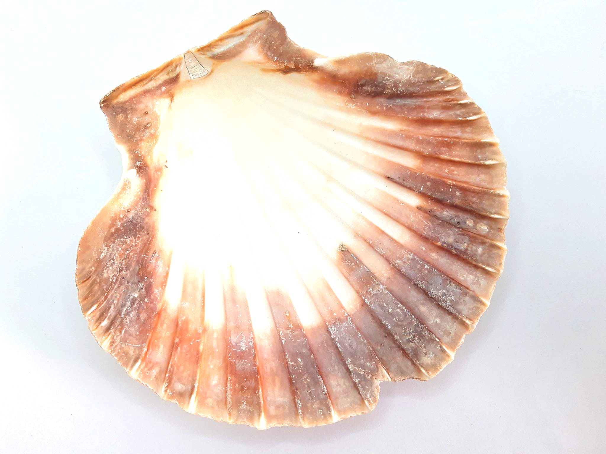 Coquille Saint Jacques Rechargement des minéraux